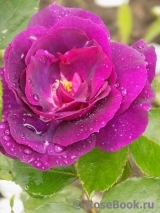 Bluebell® Bluebell®