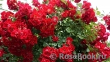 Rouge Meillandecor Rouge Meillandecor