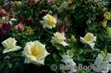 Wainwright Rose, The Wainwright Rose, The