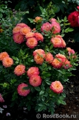 Briosa ® Briosa ®