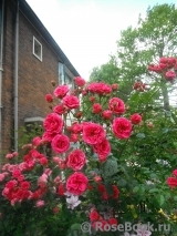 Elmshorn Elmshorn
