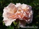 Twiggy’s Rose Twiggy’s Rose