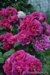 Princess Anne Princess Anne