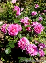 Princess Anne Princess Anne