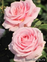 Frederic Mistral® Frederic Mistral®