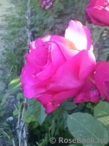 Vin Rose Vin Rose