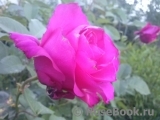 Vin Rose Vin Rose