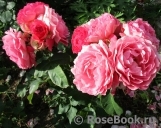 Les blouses roses ® Les blouses roses ®