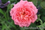Jubilee Celebration® Jubilee Celebration®