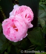 Constance Spry Constance Spry