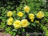 Friesia Friesia