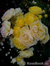 Golden Border Golden Border