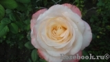 Belle Perle Belle Perle