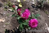 Heidi Klum Rose Heidi Klum Rose