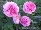 Princess Alexandra of Kent Princess Alexandra of Kent