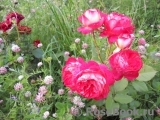 Midsummer Midsummer
