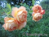 Lady of Shalott Lady of Shalott