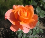Rosemary Harkness Rosemary Harkness