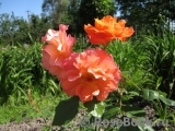 Westerland Westerland