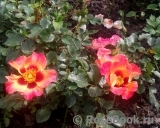 Sunshine Babylon Eyes ® Sunshine Babylon Eyes ®