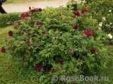 Rotes Phaenomen Rotes Phaenomen