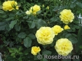 Friesia Friesia