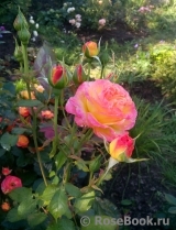 Gartenspass ® Gartenspass ®