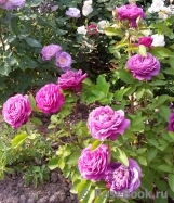 Heidi Klum Rose Heidi Klum Rose