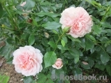 Garden of Roses Garden of Roses