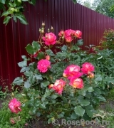 Midsummer Midsummer