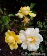 Sunny Rose Sunny Rose