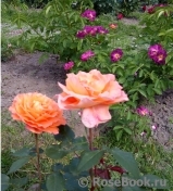Rosemary Harkness Rosemary Harkness