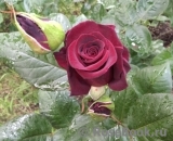 Black Baccara Black Baccara