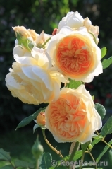 Crown Princess Margareta® Crown Princess Margareta®