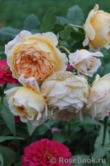 Crown Princess Margareta® Crown Princess Margareta®