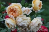 Crown Princess Margareta® Crown Princess Margareta®