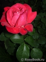 Notturno ® Notturno ®
