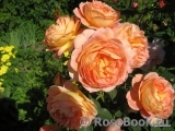 Lady of Shalott Lady of Shalott