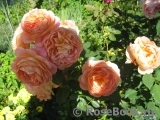 Lady of Shalott Lady of Shalott