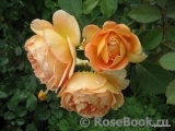 Lady of Shalott Lady of Shalott