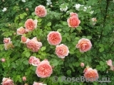 Abraham Darby Abraham Darby