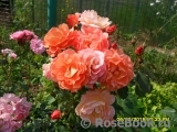 Westerland Westerland