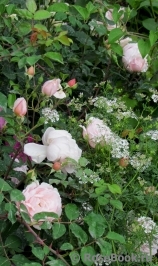 Albertine Albertine