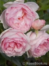 The Wedgwood Rose The Wedgwood Rose
