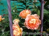 Lady of Shalott Lady of Shalott
