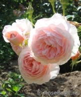 A Shropshire Lad A Shropshire Lad