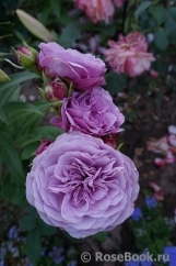 Lavender Ice Lavender Ice