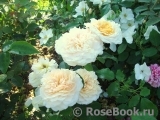 English Garden® English Garden®