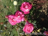 Rose Gaujard Rose Gaujard