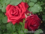 Black Baccara Black Baccara